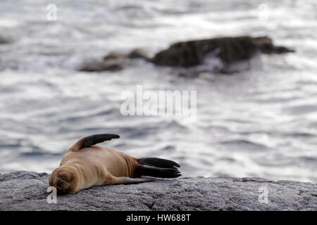 Un leone di mare si crogiola al sole su una formazione di lava in Puerto Egas sull'isola di Santiago nelle Galapagos. Foto Stock