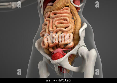 Apparato digestivo umano, illustrazione. Foto Stock