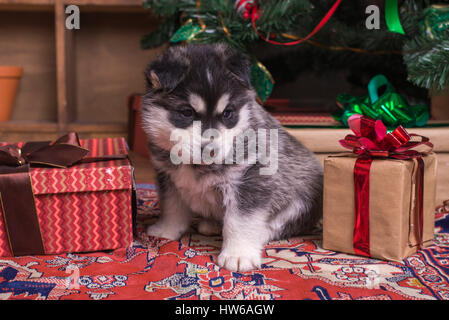 Grazioso cucciolo di siberian husky seduto vicino a albero di Natale tra i regali di Natale. Concetto di natale Foto Stock