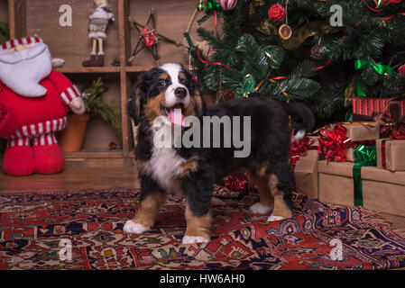 Grazioso cucciolo di cane di montagna seduta vicino ad albero di natale Foto Stock