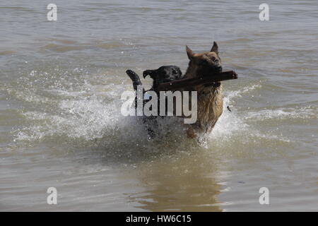 Pastore Tedesco inseguiti da un nero labrador e pastore australiano mix al Lago Folsom con bastone Foto Stock