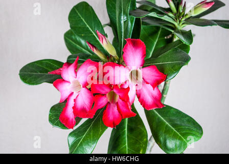 Primo piano a rosa del deserto, Impala Lily, Adenium Foto Stock