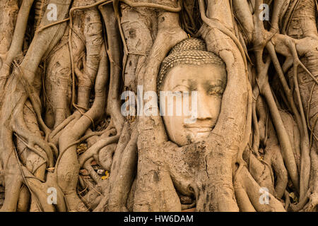 Pietra testa Buddha intrecciano in radici di albero, Wat Mahat che, Buddhistic tempio complesso, Ayutthaya, Thailandia Foto Stock