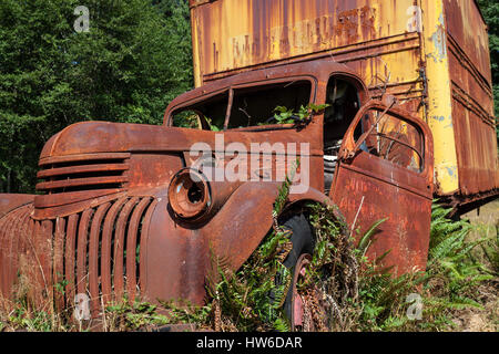 Piante che crescono al di fuori del carrello vintage, rottami di auto, Chevrolet, Kestner Homestaed, Penisola Olimpica, il Parco Nazionale di Olympic Foto Stock