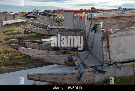 Sled Dog in Uluhaktkok, NWT Canada Foto Stock