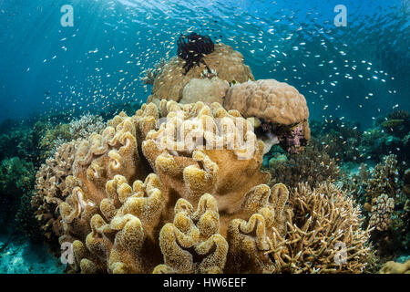 Cuoio coralli nella barriera corallina, Sarcophyton sp., Raja Ampat, Papua occidentale, in Indonesia Foto Stock