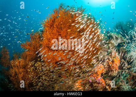 Scopa pigmeo nei dintorni di corallo nero, Parapriacanthus ransonneti Raja Ampat, Papua occidentale, in Indonesia Foto Stock