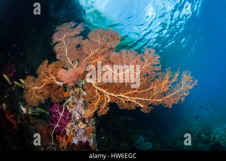 Seafans in Coral Reef, Melithaea sp., Raja Ampat, Papua occidentale, in Indonesia Foto Stock