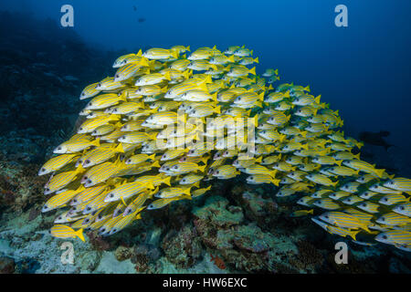 Secca di Bluestripe Snapper, Lutjanus kasmira, South Male Atoll, Maldive Foto Stock