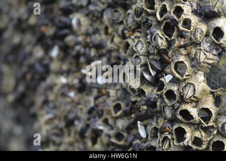 Conchiglie di mare sulla riva del mare Foto Stock