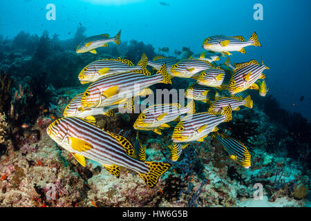 Secca di Sweetlips orientali, Plectorhinchus vittatus, Felidhu Atoll, Maldive Foto Stock