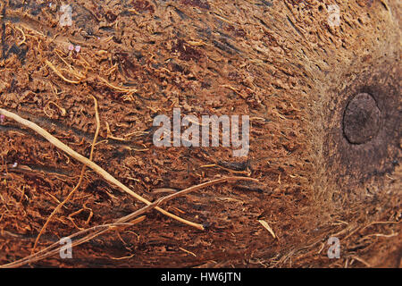 Coconut fibre di peli. Foto Stock