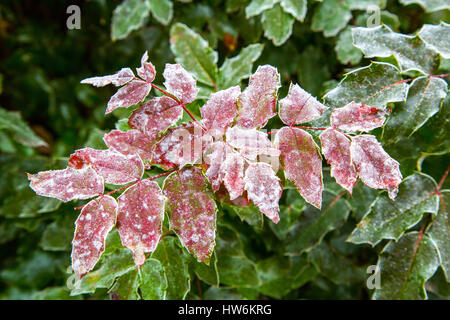 Dettaglio dei cristalli di ghiaccio in rosso e verde delle foglie. Il parco della città a Budapest Ungheria, Europa sud-orientale Foto Stock