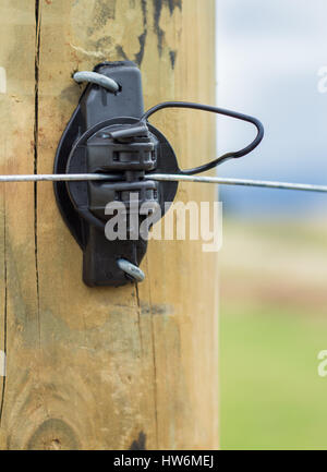 Nero recinto elettrico isolatore su di un palo da recinzione. Foto Stock
