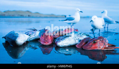 Alcune teste di pesce sulla spiaggia di cibo per alcuni gabbiani. Foto Stock