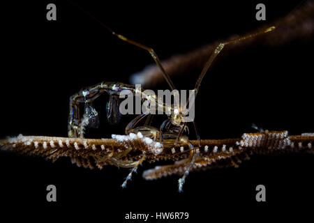 Lo scheletro di gamberetti, Caprellide sp., Raja Ampat, Papua occidentale, in Indonesia Foto Stock