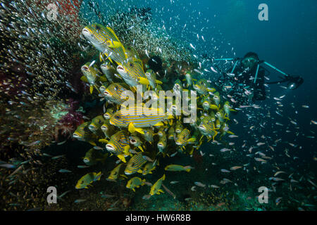 Secca di giallo-nastro, Sweetlips Plectorhinchus polytaenia Raja Ampat, Papua occidentale, in Indonesia Foto Stock