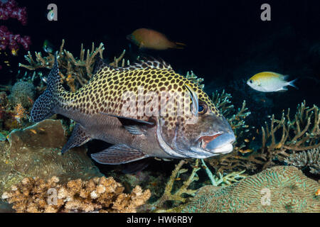 Arlecchino Sweetlips puliti da Wrasse, Plectorhinchus chaetodonoides Raja Ampat, Papua occidentale, in Indonesia Foto Stock