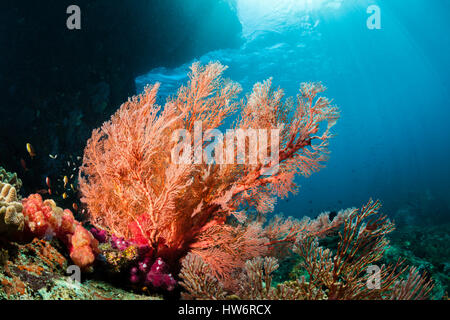 Seafans in Coral Reef, Melithaea sp., Raja Ampat, Papua occidentale, in Indonesia Foto Stock