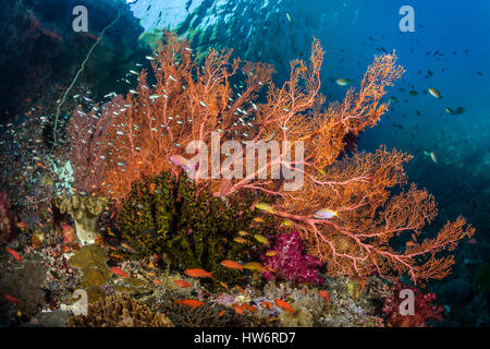 Seafans in Coral Reef, Melithaea sp., Raja Ampat, Papua occidentale, in Indonesia Foto Stock