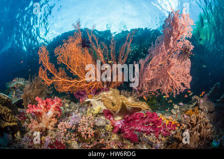 Seafans in Coral Reef, Melithaea sp., Raja Ampat, Papua occidentale, in Indonesia Foto Stock