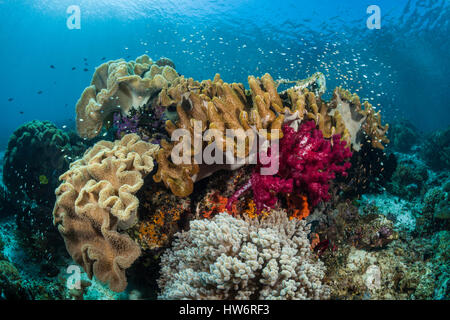 Cuoio coralli nella barriera corallina, Sarcophyton sp., Raja Ampat, Papua occidentale, in Indonesia Foto Stock