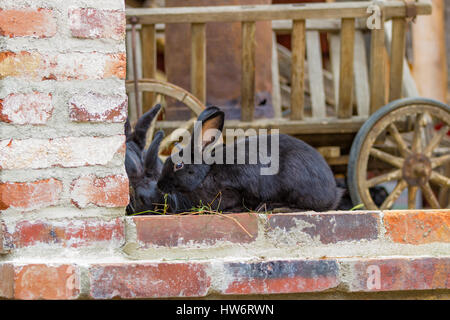 1 Foto Stock