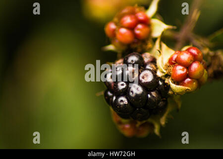 Freschi coltivati more Foto Stock