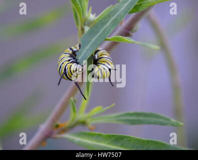 La Monarch caterpillar arricciata attorno al Milkweed lascia mangiare con voracità Foto Stock