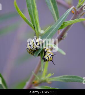 La Monarch caterpillar arricciata attorno al Milkweed lascia mangiare con voracità Foto Stock