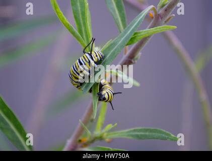 La Monarch caterpillar arricciata attorno al Milkweed lascia mangiare con voracità Foto Stock