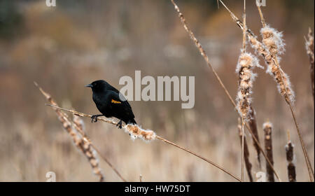 Un maschio rosso Winged Blackbird siede su un tifa in attesa di un compagno. Foto Stock