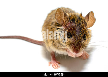 Casa mouse (Mus musculus) su sfondo bianco di close-up di fronte alla fotocamera Foto Stock