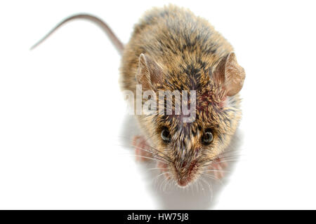 Casa mouse (Mus musculus) su sfondo bianco di close-up al di sopra Foto Stock