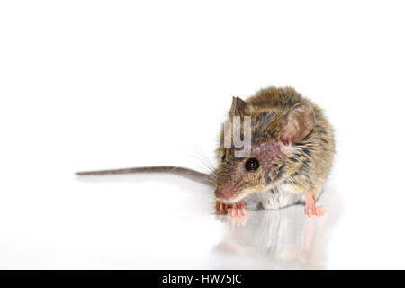 Casa mouse (Mus musculus) su sfondo bianco di close-up s Foto Stock