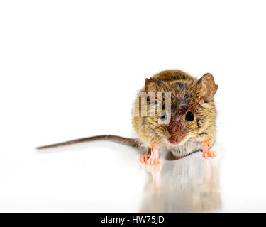 Il topolino anche chiamato campo del mouse (Mus musculus) su sfondo bianco di fronte alla fotocamera. Foto Stock
