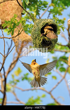 Una coppia di Baya tessitori (Ploceus philippinus) con il maschio in volo per unirsi alla femmina per il loro nido in un grande albero in Thailandia Foto Stock