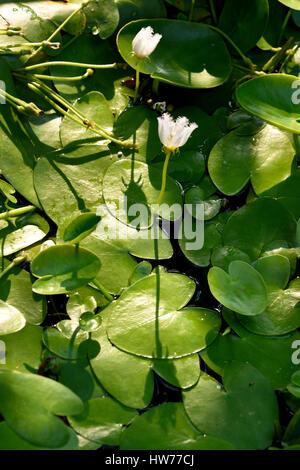 Acqua il simbolo del fiocco di neve (Nymphoides indica) fiori in un giardino di Bangkok solo prendendo il sole al mattino Foto Stock