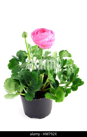 Vaso di fiori di rosa ranunculus fiore bianco su sfondo isolato. Foto Stock