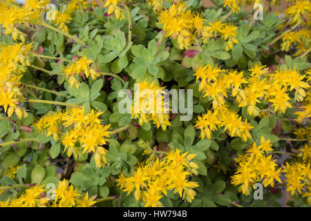 Sedum palmeri (l'suculent) primi fiori gialli che cresce in un inizio di primavera Foto Stock