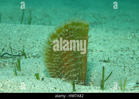 Penshell ruvida (Pinna rudis) in alghe di mare Mediterraneo Foto Stock