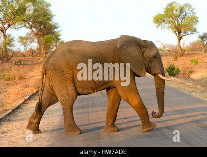 Lone elephant a piedi attraverso una strada nel Parco Nazionale di Kruger in Sud Africa con la luce calda del pomeriggio di luce Foto Stock