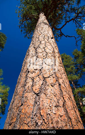 Ponderosa pine (Pinus ponderosa) a Cold Springs, McKenzie Pass-Santiam Pass National Scenic Byway, Deschutes National Forest, Oregon Foto Stock