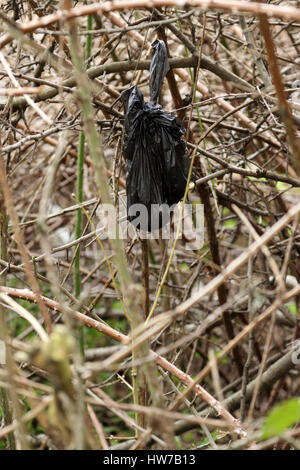 Scartato dog poo in un sacchetto di plastica, pur essendo prelevato è stato gettato in una copertura da parte di un proprietario di un cane che è troppo pigri per smaltirlo correttamente. Foto Stock