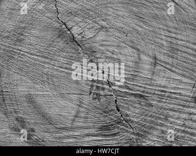 Segati fine del registro che mostra gli anelli di crescita e controllare Foto Stock