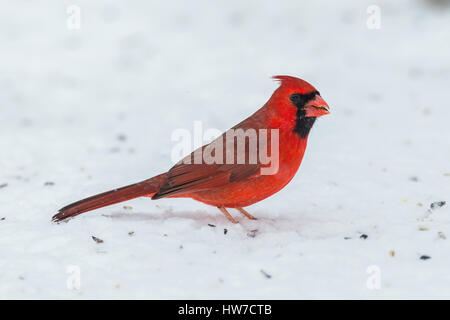 Maschio cardinale Nord rovistando sul terreno innevato. Foto Stock