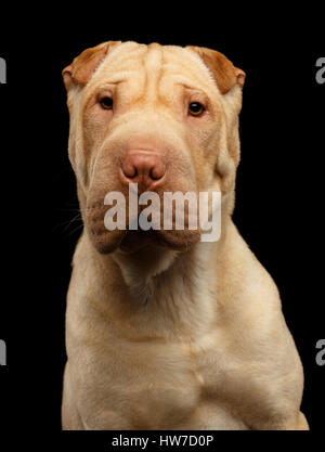 Cane Sharpei isolati su sfondo nero Foto Stock
