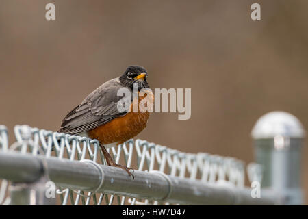 American Robin appollaiato sulla recinzione. Foto Stock