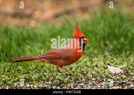 Maschio cardinale Nord rovistando sul terreno. Foto Stock