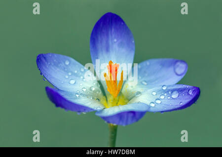 Fiore da vicino Crocus tommasinianus, gocce d'acqua su gocce d'acqua di petali blu Foto Stock